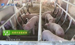 爆料养猪视频,视频曝光惊人养殖真相